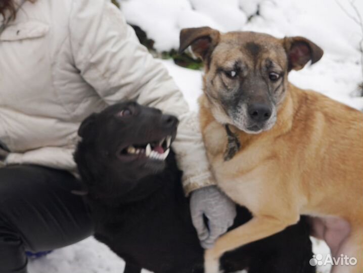 Собака Сола