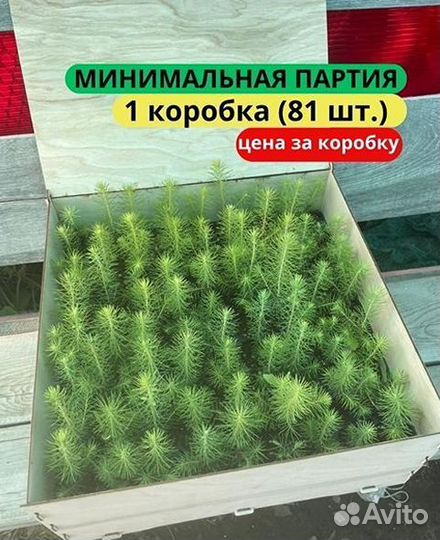 Саженцы ели зкс от производителя