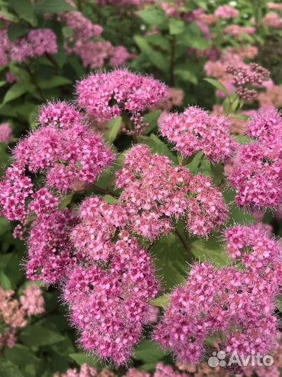 Многолетники Форзиция, рябинник, спиреи