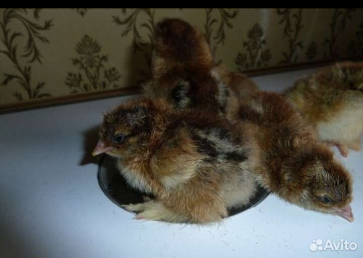 Инкубационное яйцо и цыплята Брама куропатчатая