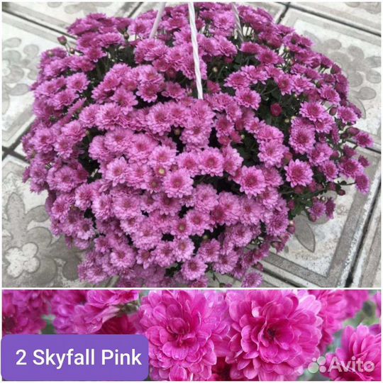 Хризантема ампельная