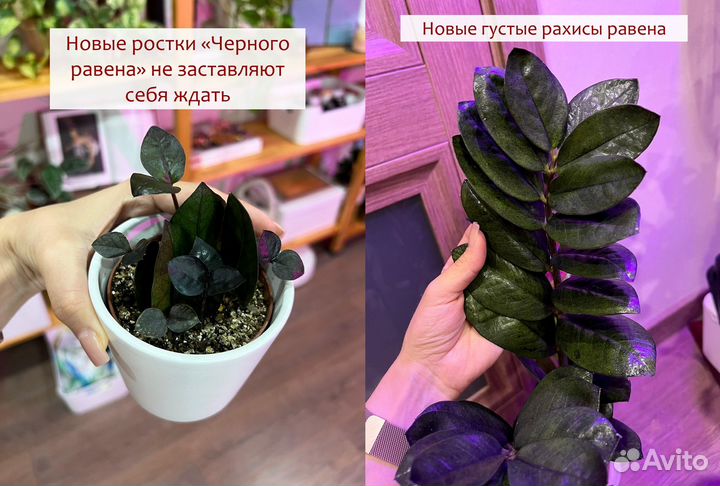 Универсальный авторский грунт для растений