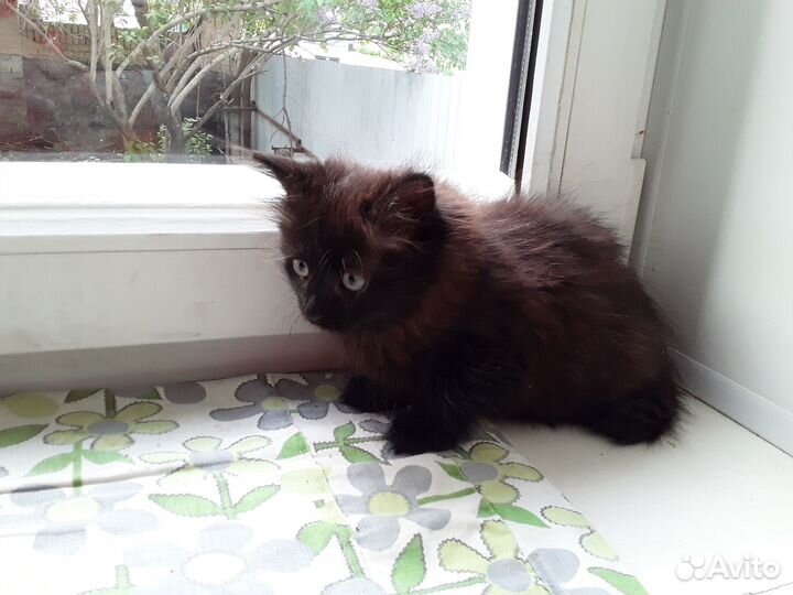 Кошечка в добрые руки