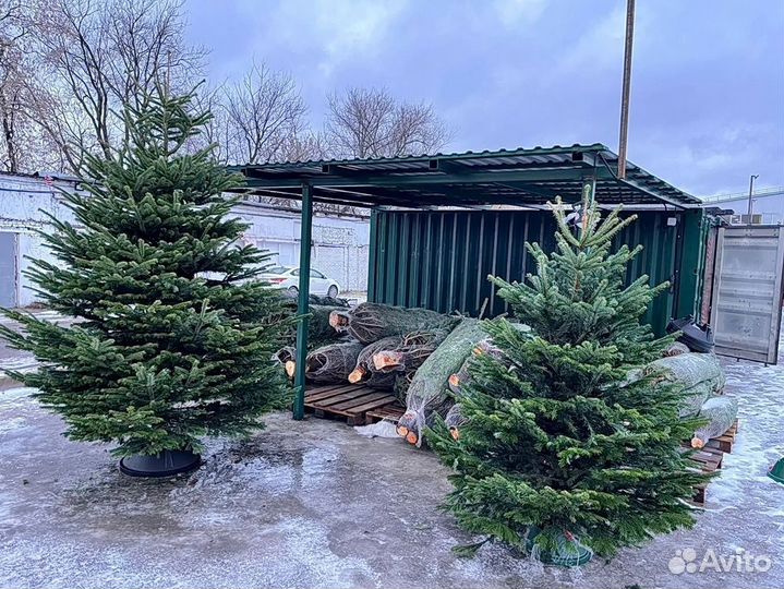 Пихты елки живые из Европы