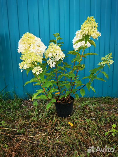 Гортензия метпльчатая Полар Бир