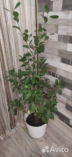 Фикус микрокарпа мокламе