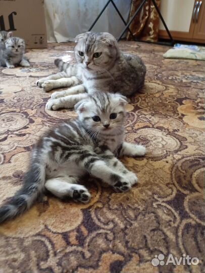 Британские вислоухие котята