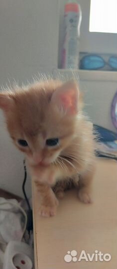 Отдам в добрые руки котят