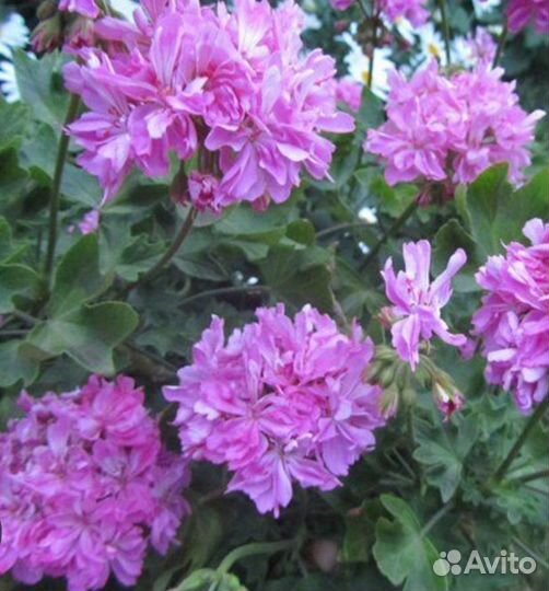 Пеларгонии сортовые