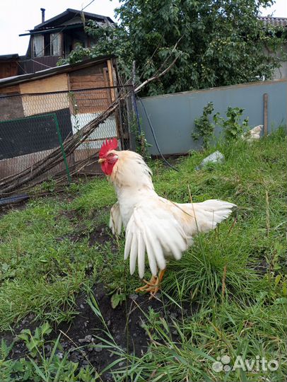 Петухи 7 месяца