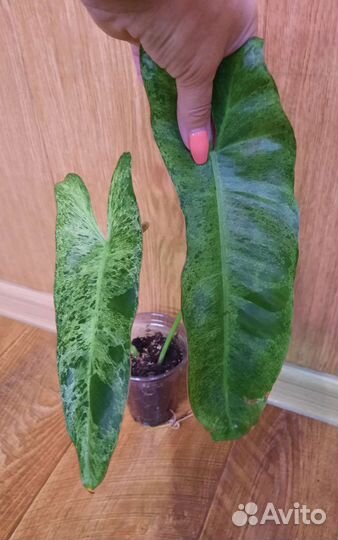 Филодендроны