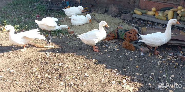 Гусаки на племя