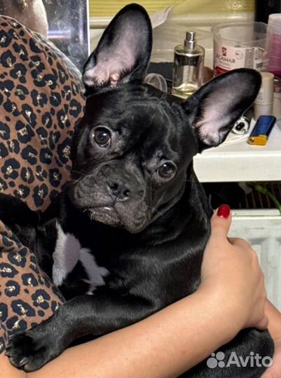 Французский бульдог