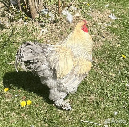 Элитная порода, петух Брама