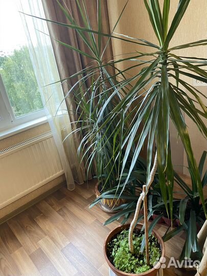 Замиокулькас