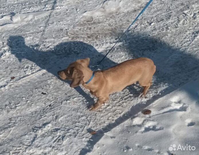 Отдам в добрые руки таксу