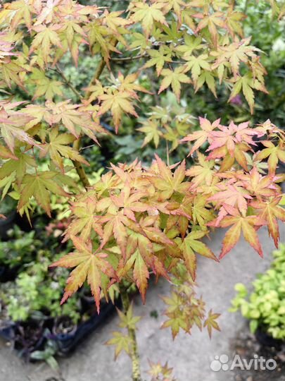 Клен японский на штамбе