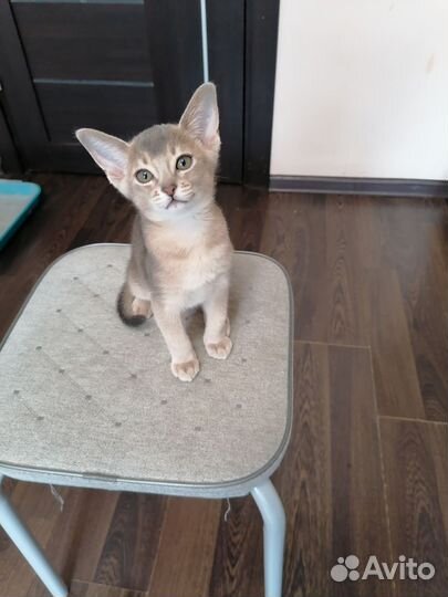 Абисинский котенок