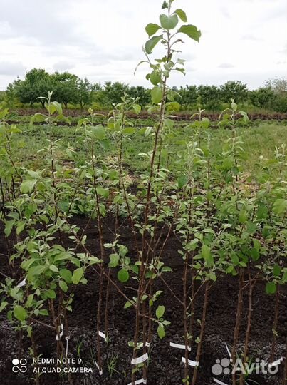 Саженцы яблони с закрытой корневой