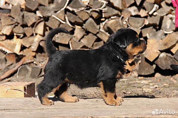 Щенок ротвейлера кобель