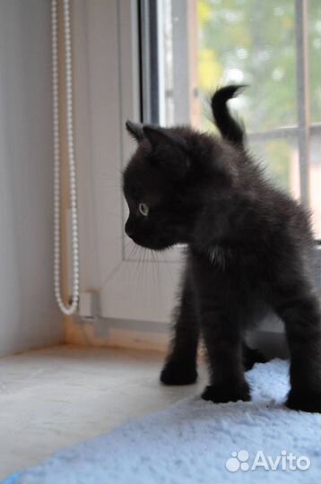 Котенок Фурфунчик (мальчик, 3,5 месяца)