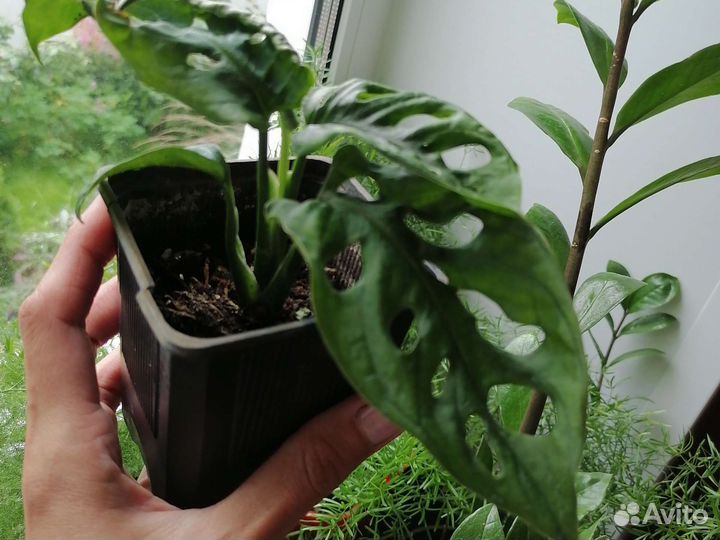 Монстера манки маск