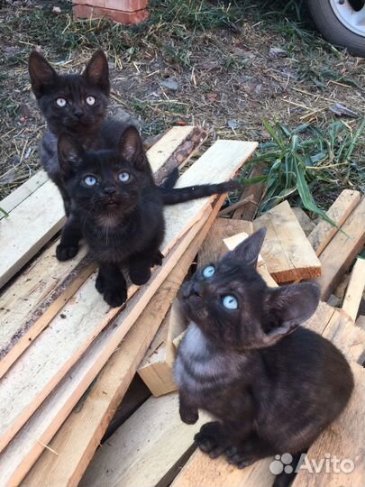 Котята в добрые руки 2 месяц