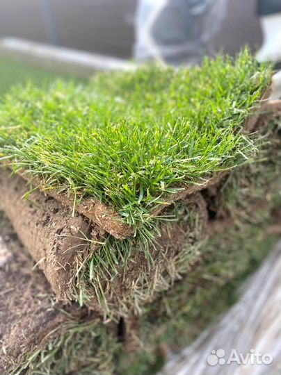 Газонная трава в рулонах