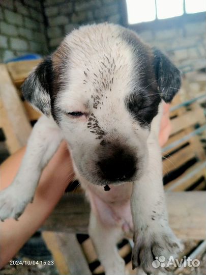 Щенки в добрые руки