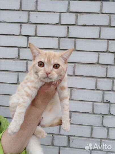 Котик Персик ищет хозяев
