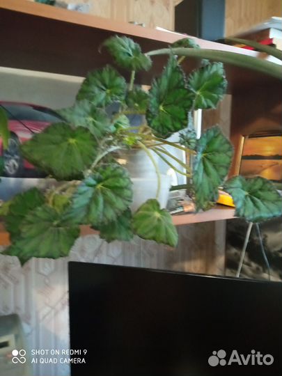 Бегония тигровая, антуриум