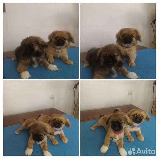 Стрижка собак и кошек на дому