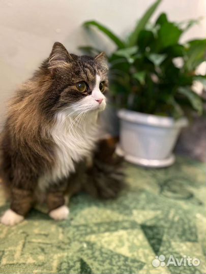 Зоогостиница для кошек