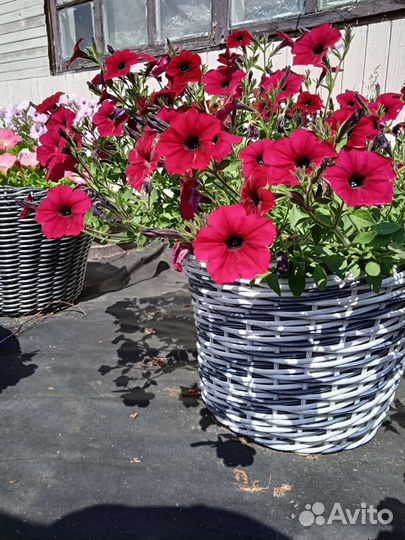 Кашпо из ротанга