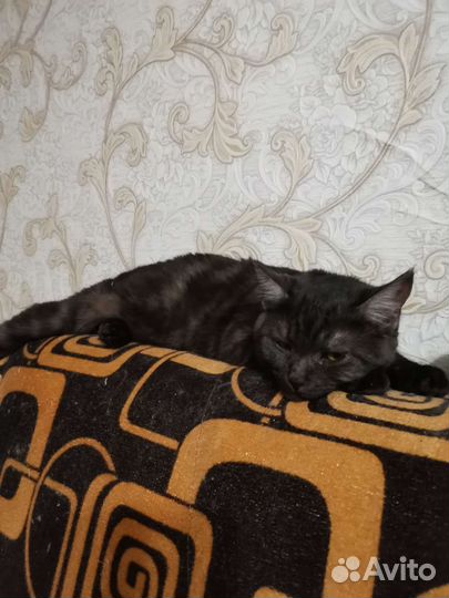 Домашние животные кошки