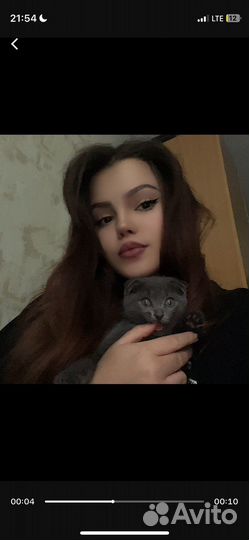 Шотландская вислоухая девочка