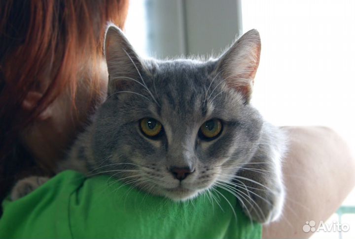 Король котов