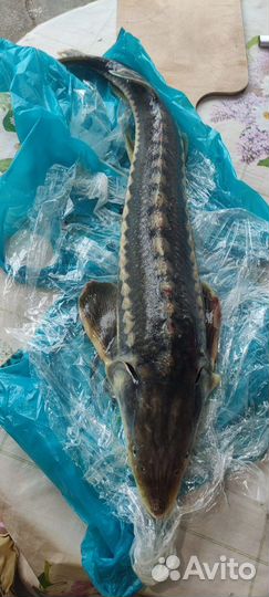 Живая рыба осетринка доставка