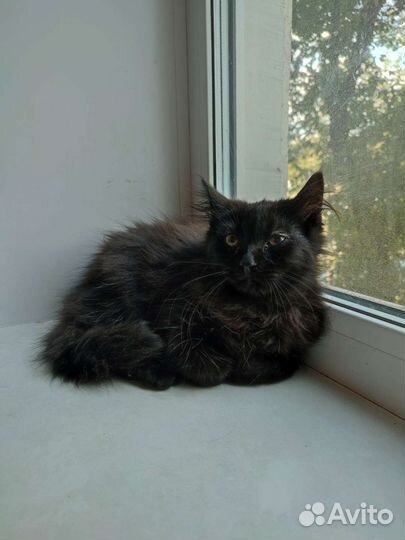 Котëнок Хамер ищет дом