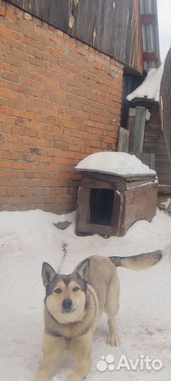 Отдам в добрые руки