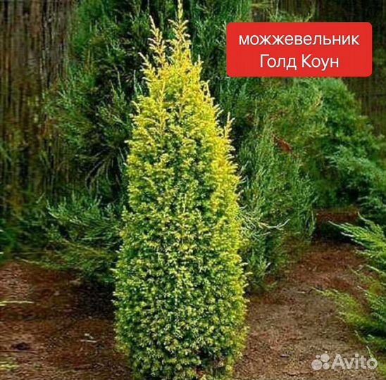Можжевельник сортовой