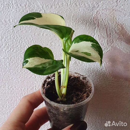 Эпипремнум Марбл Эппл (Хэппи Лиф)