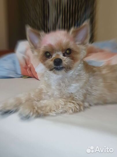 Йорк (золотой йорк)мини стандарт