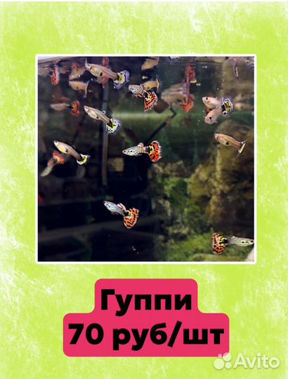 Аквариумные рыбки