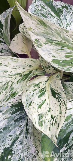 Эпипремнум Марбл Квин и Драцена Лайм