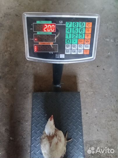 Куры цыплята