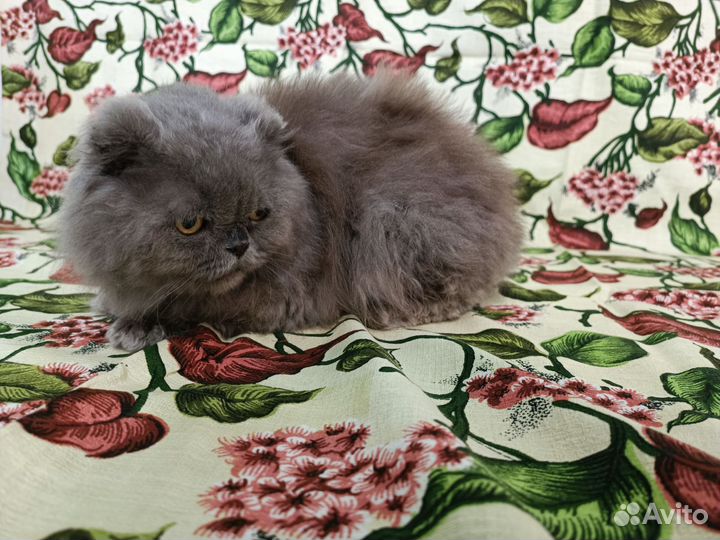 Котик в добрые руки