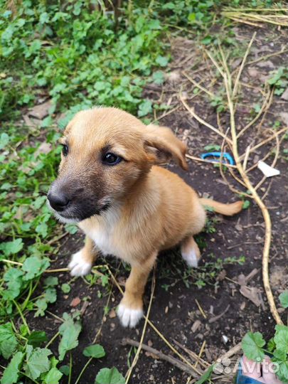 Щенок, девочка