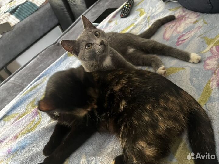 Котята