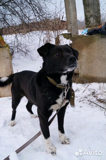 Дружелюбный песик в добрые руки